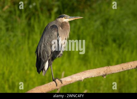 Great Blue Heron (Ardea herodias) auf dem Willamette River, Fluss Willamette Greenway, Oregon Stockfoto