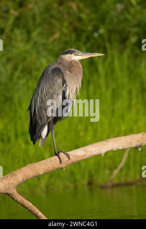 Great Blue Heron (Ardea herodias) auf dem Willamette River, Fluss Willamette Greenway, Oregon Stockfoto