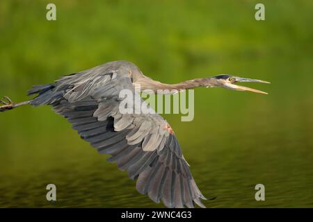 Great Blue Heron (Ardea herodias) auf dem Willamette River, Fluss Willamette Greenway, Oregon Stockfoto