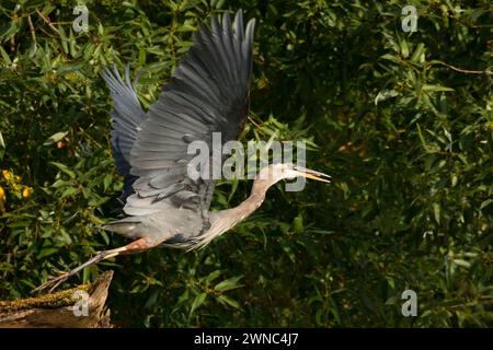 Great Blue Heron (Ardea herodias) auf dem Willamette River, Fluss Willamette Greenway, Oregon Stockfoto