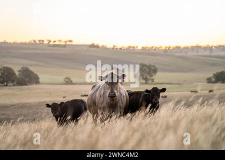 Schöne Rinder in Australien, die Gras fressen, auf der Weide weiden. Rinderherde aus Freilandhaltung, die in einem landwirtschaftlichen Betrieb regenerativ gezüchtet wird. Susta Stockfoto