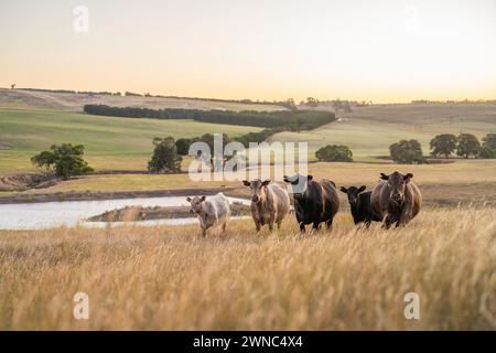 Schöne Rinder in Australien, die Gras fressen, auf der Weide weiden. Rinderherde aus Freilandhaltung, die in einem landwirtschaftlichen Betrieb regenerativ gezüchtet wird. Susta Stockfoto