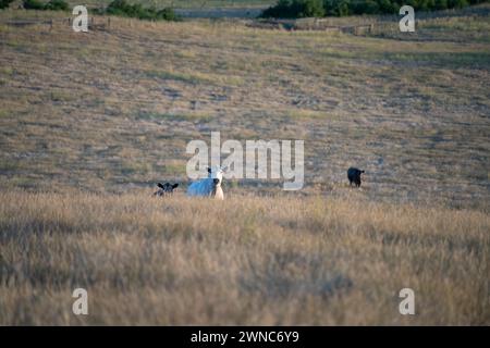 Schöne Rinder in Australien, die Gras fressen, auf der Weide weiden. Rinderherde aus Freilandhaltung, die in einem landwirtschaftlichen Betrieb regenerativ gezüchtet wird. Susta Stockfoto