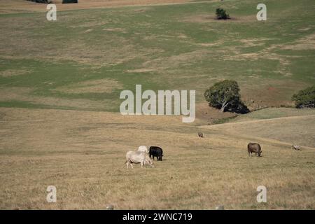 Schöne Rinder in Australien, die Gras fressen, auf der Weide weiden. Rinderherde aus Freilandhaltung, die in einem landwirtschaftlichen Betrieb regenerativ gezüchtet wird. Susta Stockfoto