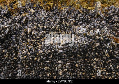 Muskel essbare Nahrung auf Felsen in der Gezeitenzone am Shi Shi Beach olympischer Nationalpark washington State usa Stockfoto