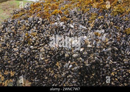 Muskel essbare Nahrung auf Felsen in der Gezeitenzone am Shi Shi Beach olympischer Nationalpark washington State usa Stockfoto