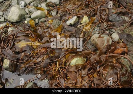 Seetang am Shi Shi Beach, Olympic National Park, Shi Shi Beach Washington State, USA Stockfoto