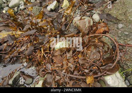 Seetang am Shi Shi Beach, Olympic National Park, Shi Shi Beach Washington State, USA Stockfoto