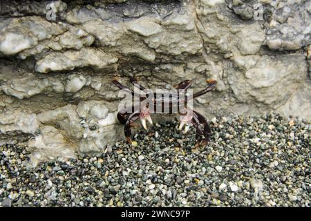 Purple Shore Crab auf Kies im Shi Shi Beach olympic National Park washington State usa Stockfoto