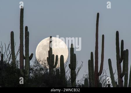 Vollmondaufgang über Saguaro-Kakteen (Carnegiea gigantea) Stockfoto