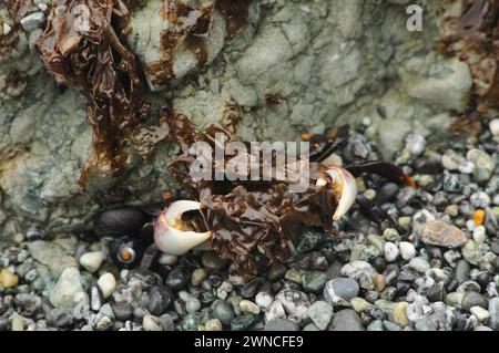 Purple Shore Crab versteckt sich mit Algen auf Kies im Shi Shi Beach olympic National Park washington State usa Stockfoto