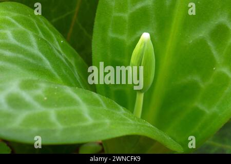 Fawn Lily (Erythronium oregonum) Bud, Bushs Pasture Park, Salem, Oregon Stockfoto