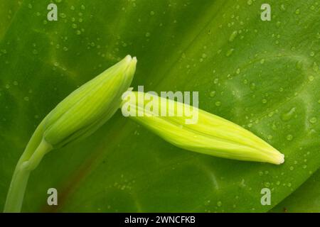 Fawn Lily (Erythronium oregonum) Bud, Bushs Pasture Park, Salem, Oregon Stockfoto