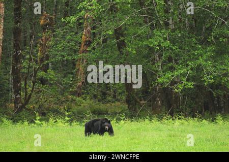 Schwarzbär Urus americanus isst Gras auf einem Feld im Regenwald in der Nähe des Lake quinalt Olympic National Park Washington State USA Stockfoto