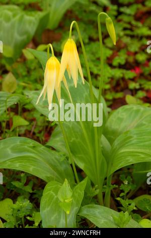 Fawn Lily (Erythronium oregonum), Bushs Weide Park, Salem, Oregon Stockfoto
