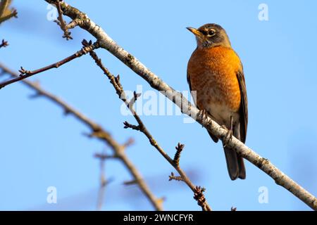 American robin, Ankeny National Wildlife Refuge, Oregon Stockfoto