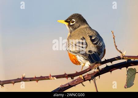 American Robin (Turdus migratorius), Ankeny National Wildlife Refuge, Oregon Stockfoto