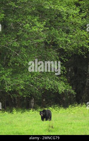 Schwarzbär Urus americanus isst Gras auf einem Feld im Regenwald in der Nähe des Lake quinalt Olympic National Park Washington State USA Stockfoto