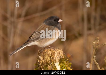 junco mit dunklen Augen (Junco hyemalis), William Finley National Wildlife Refuge, Oregon Stockfoto