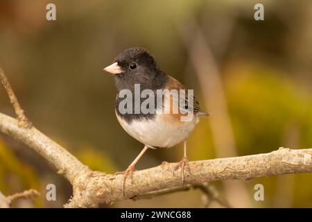 junco mit dunklen Augen (Junco hyemalis), William Finley National Wildlife Refuge, Oregon Stockfoto