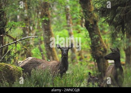 Roosevelt Elch Cervus elaphus Kühe im Regenwald des Quinault River Olympic National Park Olympic Peninsula Washington Stockfoto