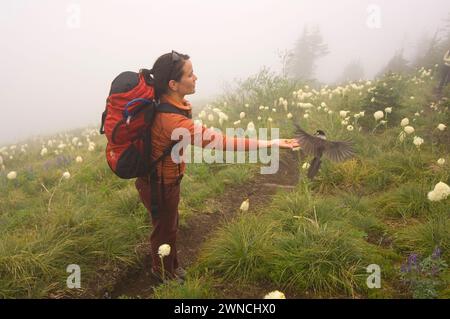 Sunny Coulson eine indianische Frau ernährt einen Canada Jay aus ihrer Hand während einer Wanderung zum Gipfel des Bandera Cascades Washington State Stockfoto