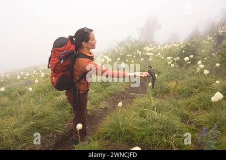 Sunny Coulson eine indianische Frau ernährt einen Canada Jay aus ihrer Hand während einer Wanderung zum Gipfel des Bandera Cascades Washington State Stockfoto