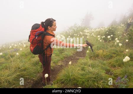 Sunny Coulson eine indianische Frau ernährt einen Canada Jay aus ihrer Hand während einer Wanderung zum Gipfel des Bandera Cascades Washington State Stockfoto