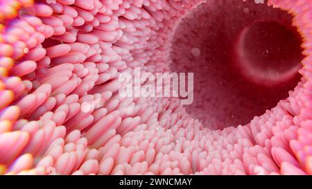 Darmzotten, Abbildung Stockfoto
