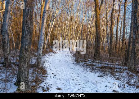 Bunchberry Meadows Conservation Area Fußweg in Birkenwald, beleuchtet von geringer Sonneneinstrahlung Stockfoto