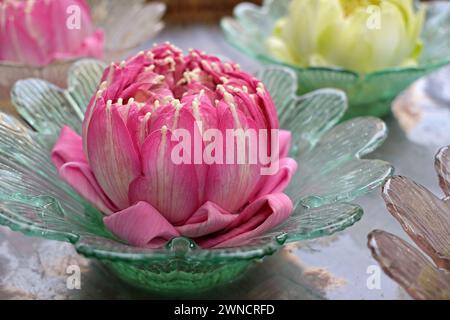 Nahaufnahme einer roten rosa Lotusblume mit zart gefalteten dreieckigen Blütenblättern in einer kleinen farbigen Schüssel, ein traditioneller thailändischer Tempel, der dem Buddha opfert Stockfoto