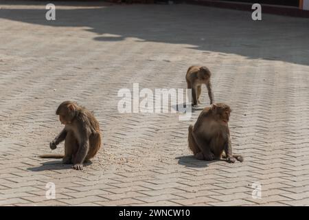 Affen essen die geworfenen Körner im Buddha Park, Swayambhunath, Kathmandu, Nepal Stockfoto