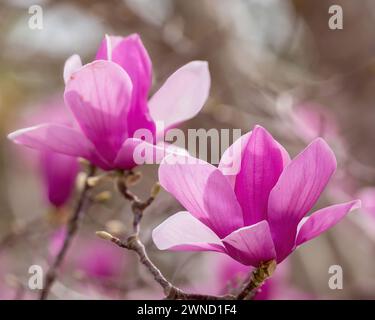 Untertasse Magnolie blüht Anfang März. Santa Clara County, Kalifornien. Stockfoto