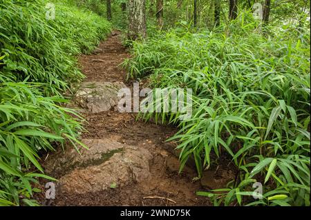 Der Appalachian Trail bei Neels Gap im Chattahoochee National Forest bei Blairsville, Georgia. (USA) Stockfoto