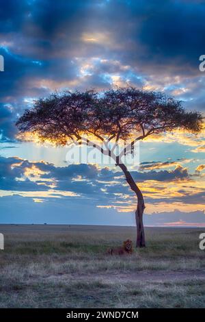 Savannah mit Löwe in der Abenddämmerung in Maasai Mara, Kenia. Stockfoto
