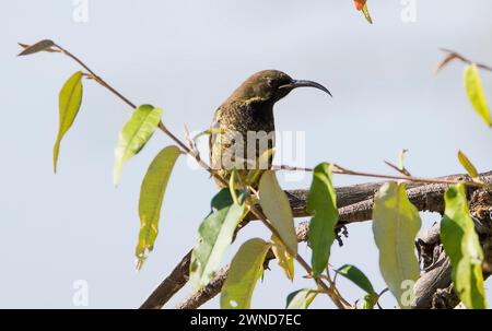 Scarlet-Chest sunbird (Chalcomitra senegalensis, weiblich) aus Maasai Mara, Kenia. Stockfoto