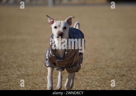 Weißer Hund mit glänzender silberner Jacke auf einem Spaziergang im Park im Winter Stockfoto