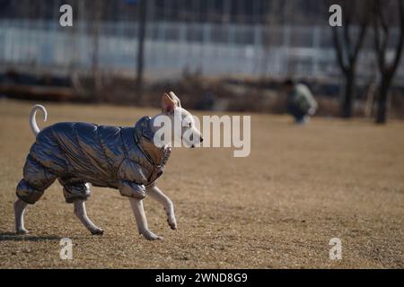 Weißer Hund mit glänzender silberner Jacke auf einem Spaziergang im Park im Winter Stockfoto