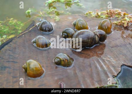 Amphibien, nämlich goldene Schnecken, die in einem Felsen liegen und Eier legen Stockfoto