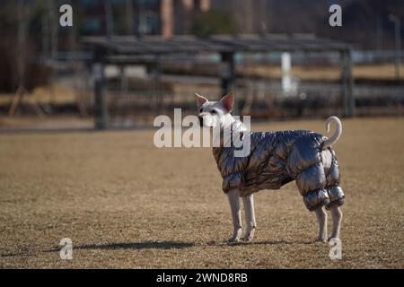 Weißer Hund mit glänzender silberner Jacke auf einem Spaziergang im Park im Winter Stockfoto
