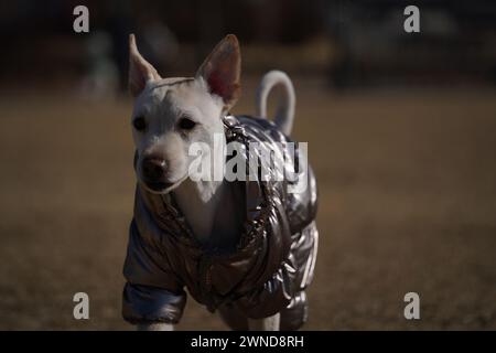 Weißer Hund mit glänzender silberner Jacke auf einem Spaziergang im Park im Winter Stockfoto