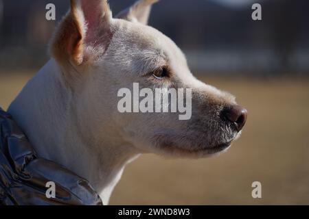 Weißer Hund mit glänzender silberner Jacke auf einem Spaziergang im Park im Winter Stockfoto