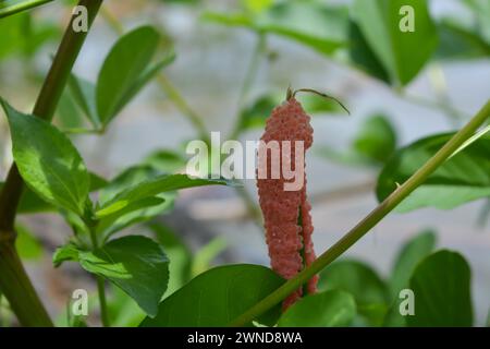 Amphibien, nämlich goldene Schnecken, die in einem Felsen liegen und Eier legen Stockfoto