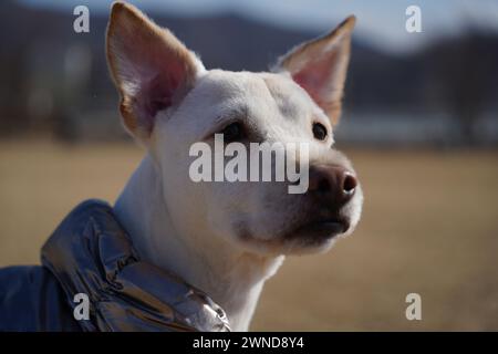 Weißer Hund mit glänzender silberner Jacke auf einem Spaziergang im Park im Winter Stockfoto