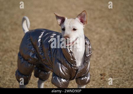 Weißer Hund mit glänzender silberner Jacke auf einem Spaziergang im Park im Winter Stockfoto