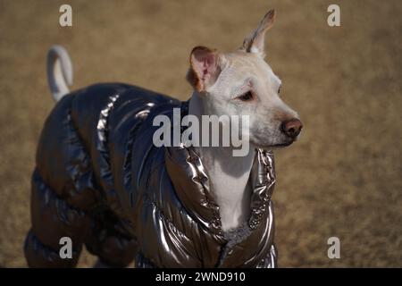 Weißer Hund mit glänzender silberner Jacke auf einem Spaziergang im Park im Winter Stockfoto