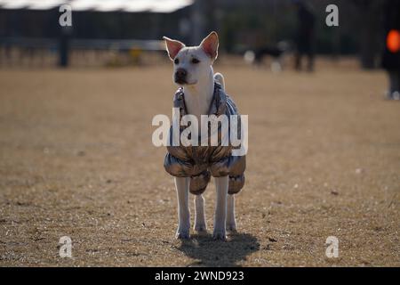 Weißer Hund mit glänzender silberner Jacke auf einem Spaziergang im Park im Winter Stockfoto
