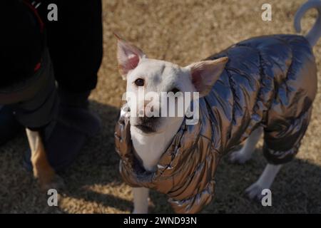Weißer Hund mit glänzender silberner Jacke auf einem Spaziergang im Park im Winter Stockfoto