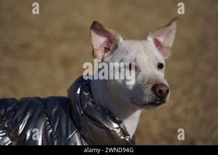 Weißer Hund mit glänzender silberner Jacke auf einem Spaziergang im Park im Winter Stockfoto