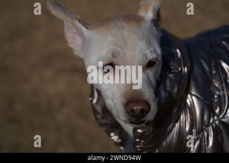 Weißer Hund mit glänzender silberner Jacke auf einem Spaziergang im Park im Winter Stockfoto